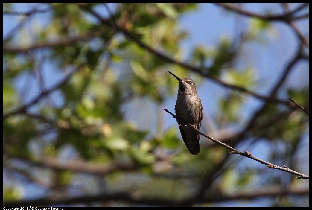 0317-150704-04.jpg - Anna's Hummingbird