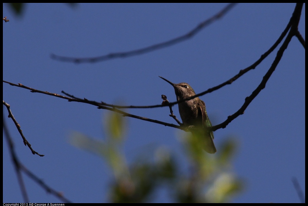 0317-150826-02.jpg - Anna's Hummingbird