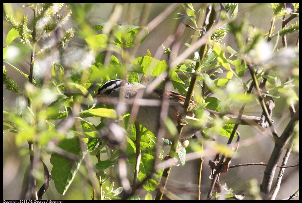 0317-152911-01.jpg - White-crowned Sparrow