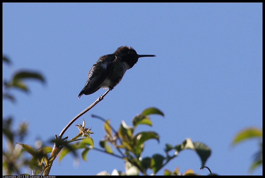 0323-160913-01.jpg - Anna's Hummingbird