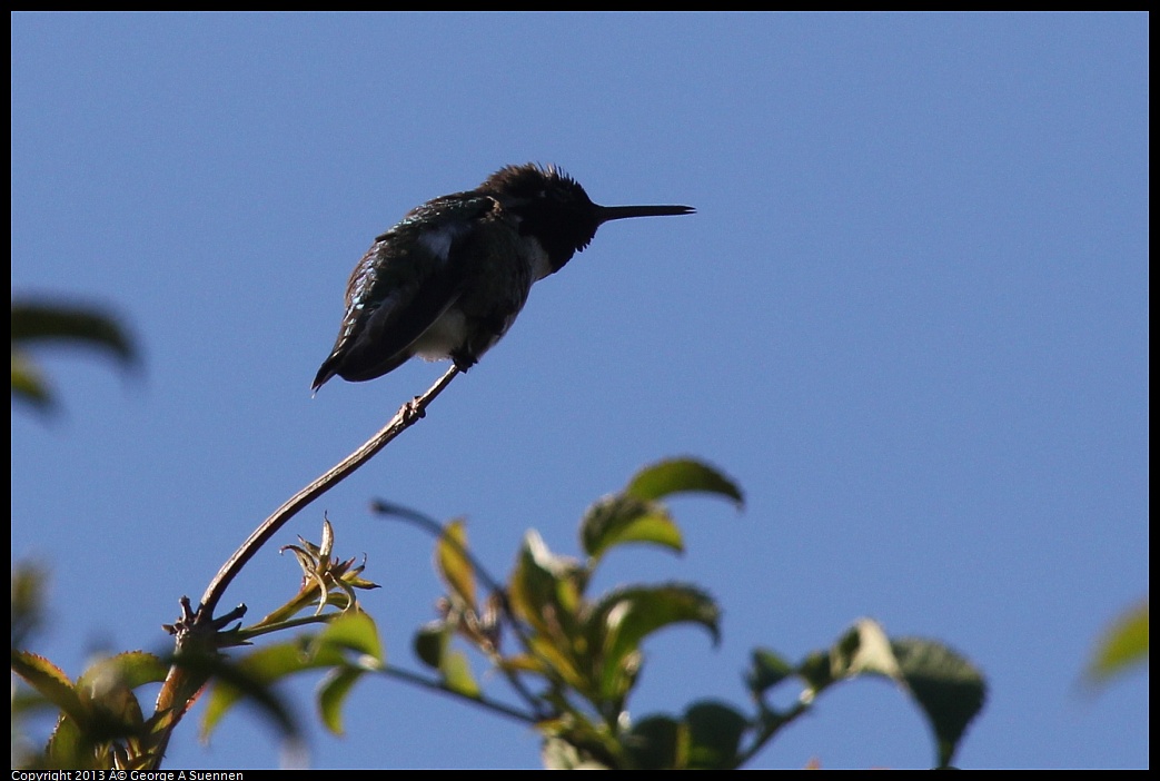 0323-160915-02.jpg - Anna's Hummingbird