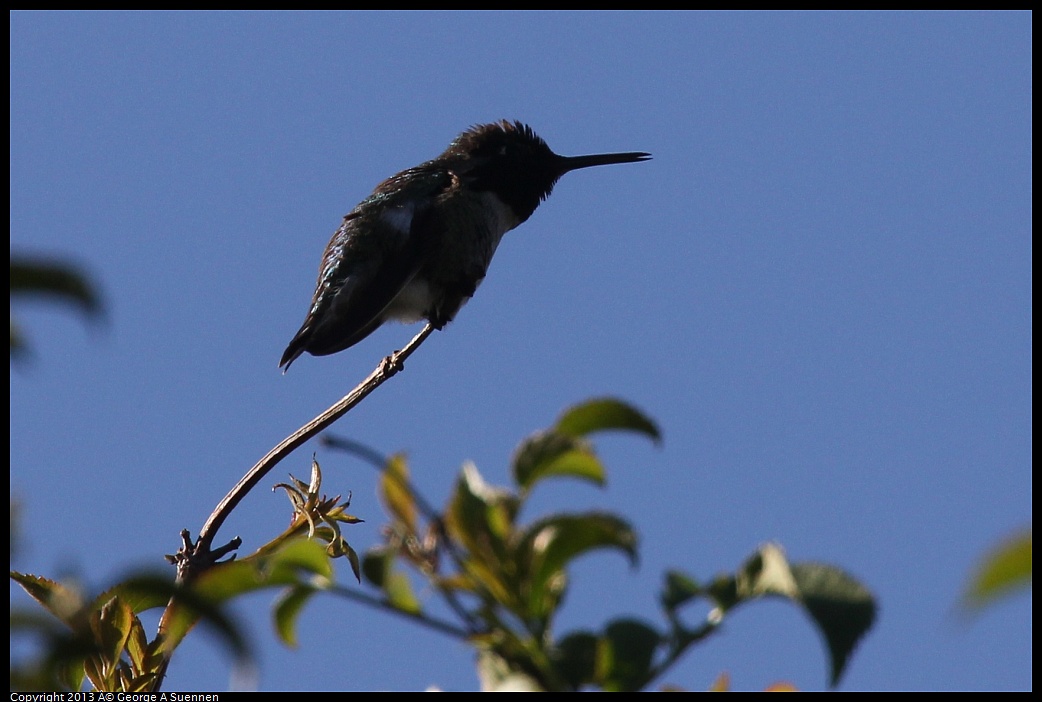 0323-160918-02.jpg - Anna's Hummingbird