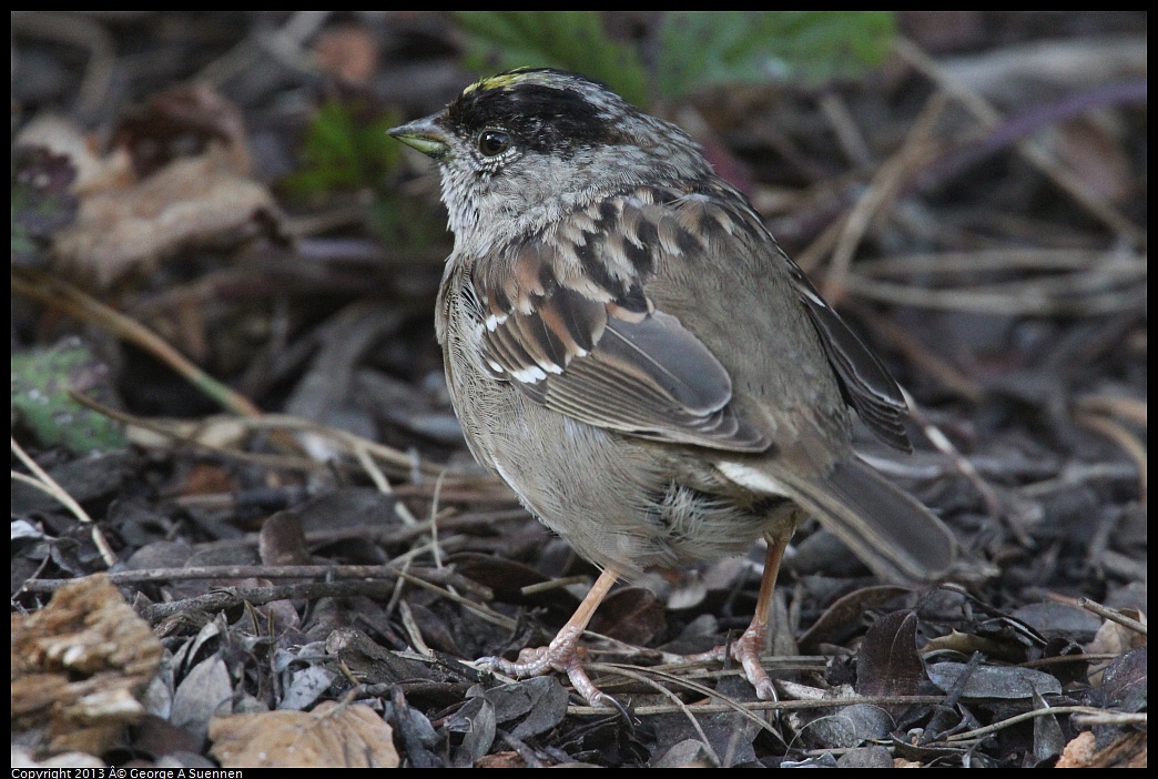 0323-164937-01.jpg - Golden-crowned Sparrow