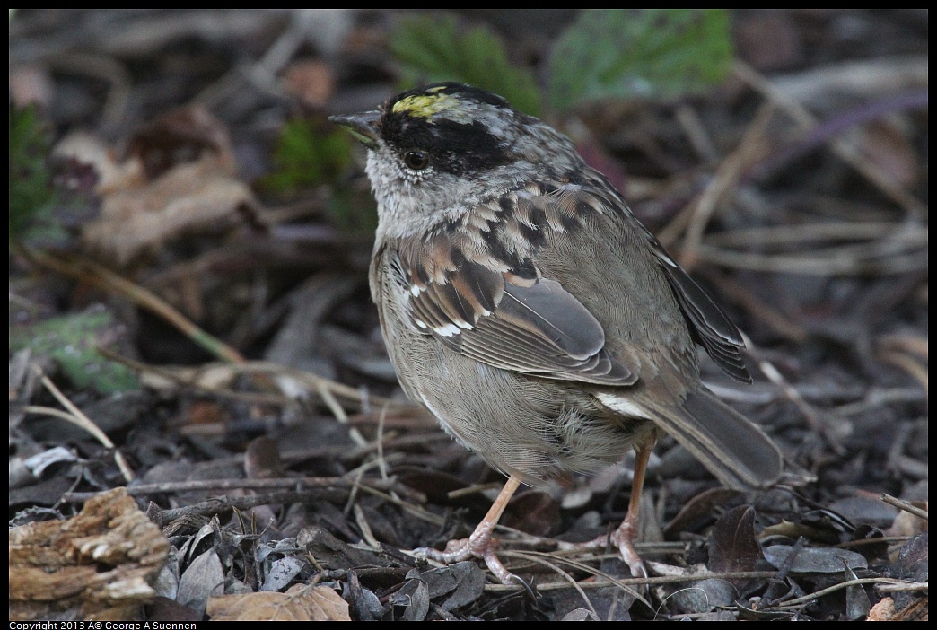0323-164939-02.jpg - Golden-crowned Sparrow