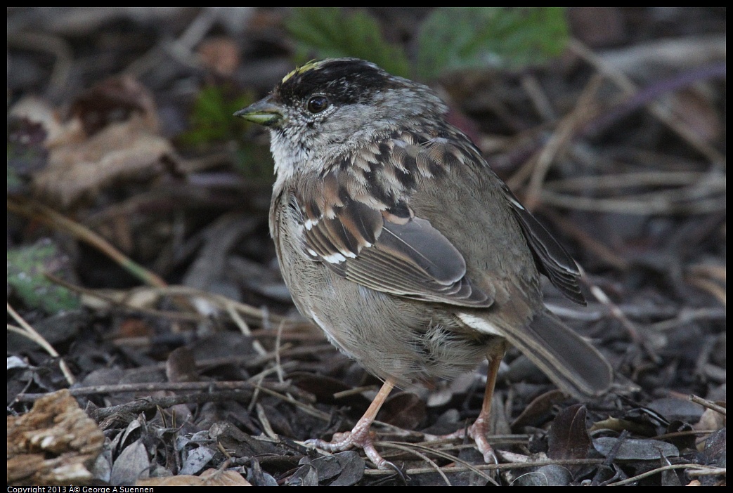0323-164939-04.jpg - Golden-crowned Sparrow