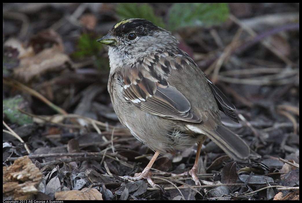 0323-164940-02.jpg - Golden-crowned Sparrow