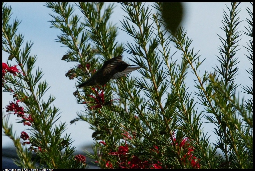 470C2306.jpg - Anna's Hummingbird