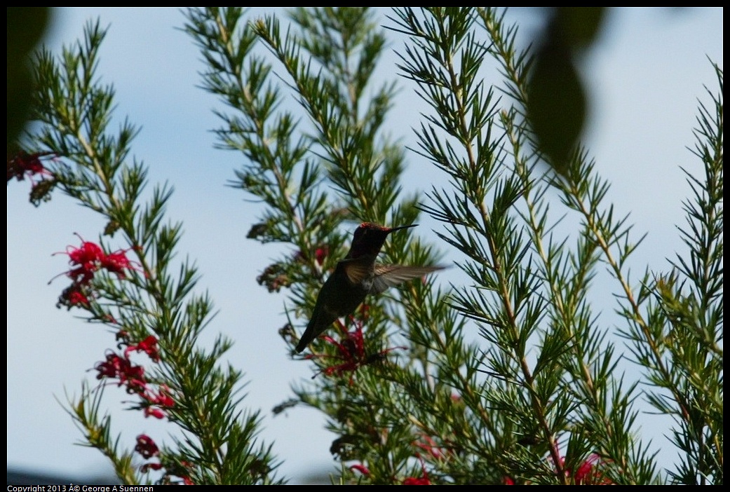 470C2307.jpg - Anna's Hummingbird