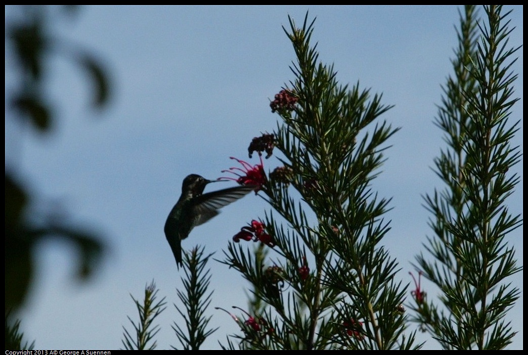 470C2309.jpg - Anna's Hummingbird