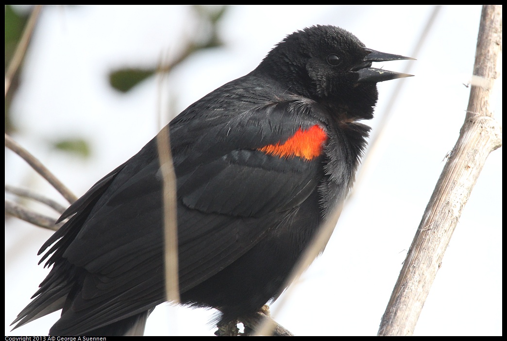 0329-083347-01.jpg - Red-winged Blackbird