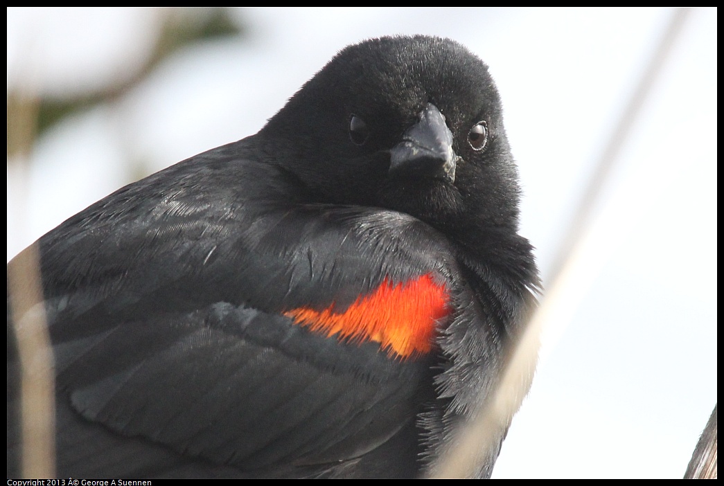0329-083355-02.jpg - Red-winged Blackbird