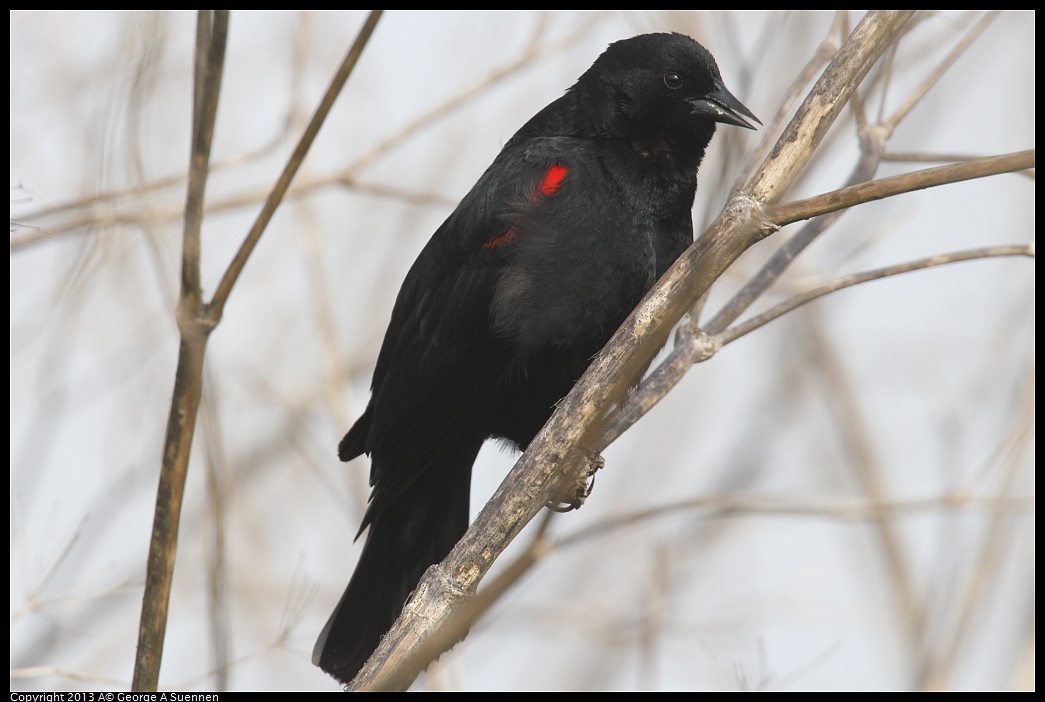 0329-083430-02.jpg - Red-winged Blackbird