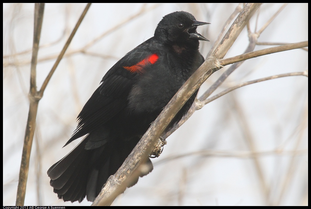 0329-083430-05.jpg - Red-winged Blackbird