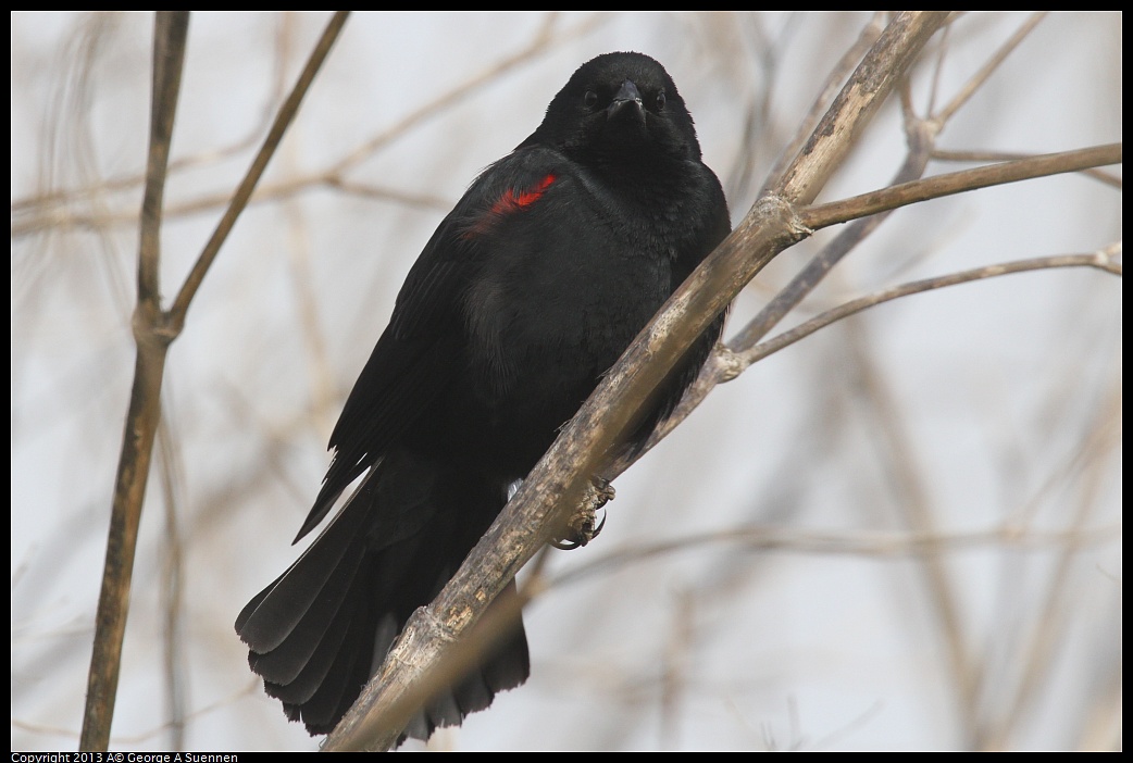 0329-083437-01.jpg - Red-winged Blackbird