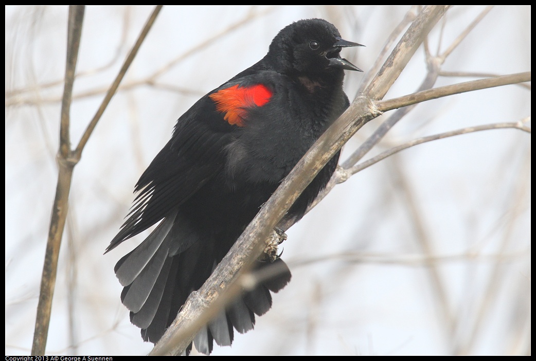0329-083440-02.jpg - Red-winged Blackbird