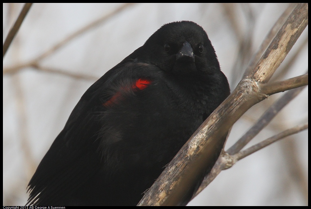 0329-083452-02.jpg - Red-winged Blackbird