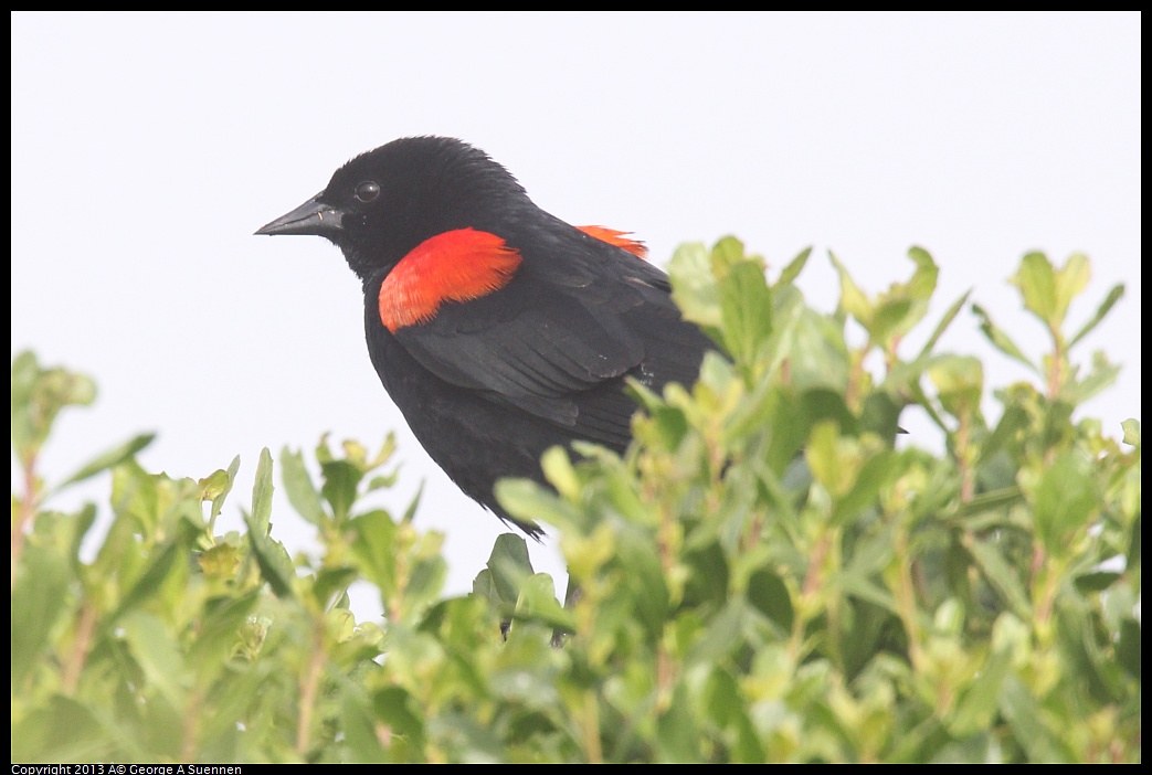 0329-083820-01.jpg - Red-winged Blackbird