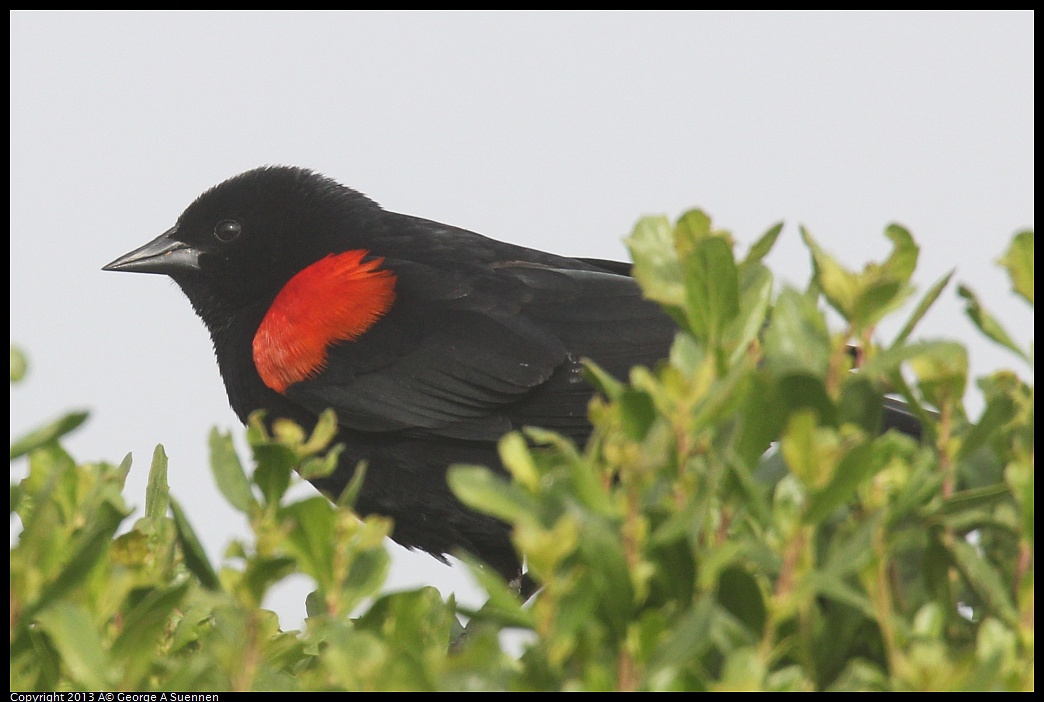 0329-083833-02.jpg - Red-winged Blackbird
