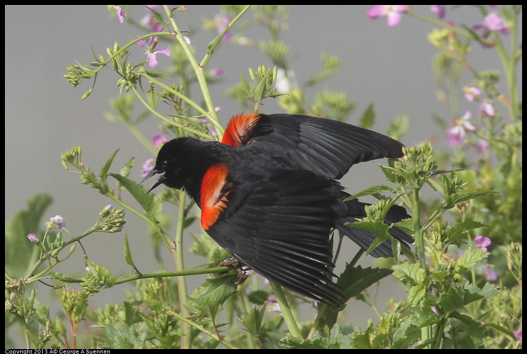 0329-083849-02.jpg - Red-winged Blackbird