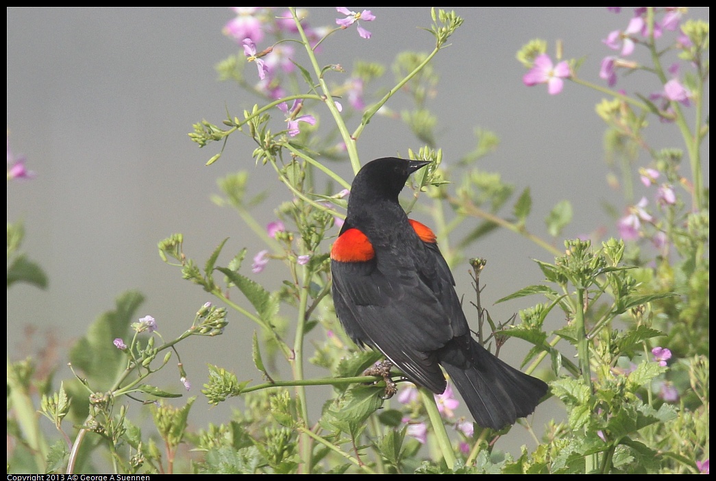 0329-083857-01.jpg - Red-winged Blackbird