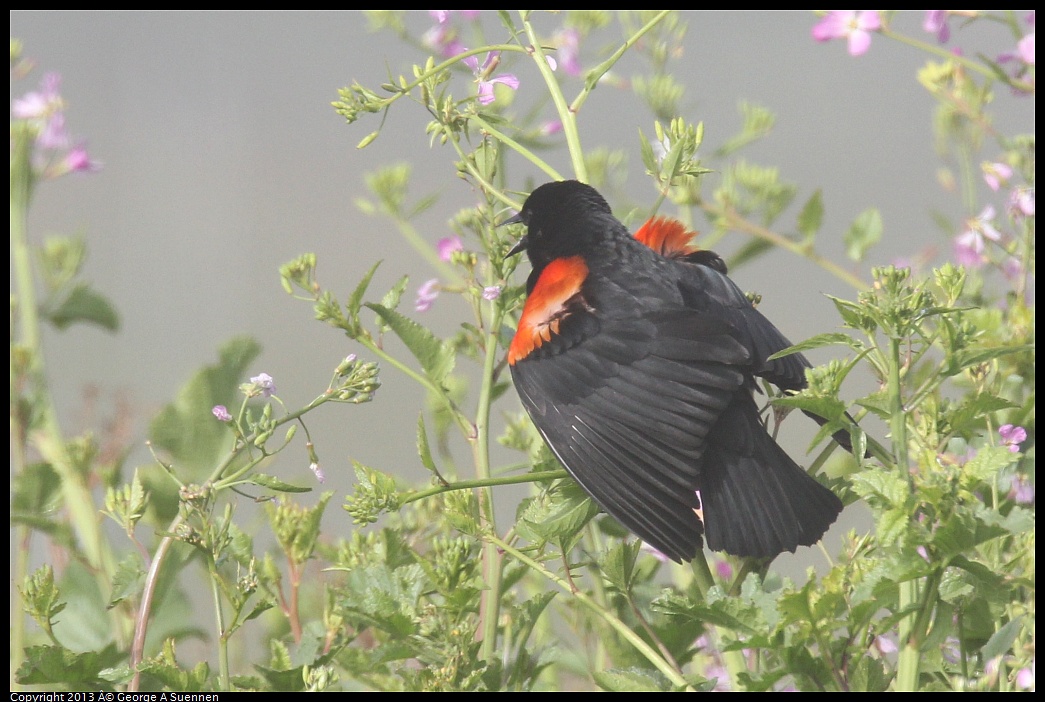 0329-083901-02.jpg - Red-winged Blackbird