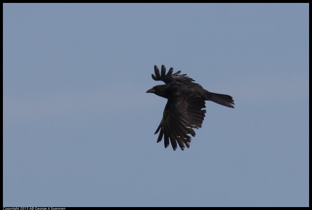 0329-085859-04.jpg - American Crow