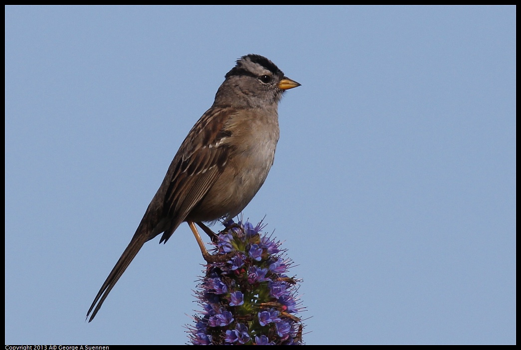 0329-090606-01.jpg - White-crowned Sparrow