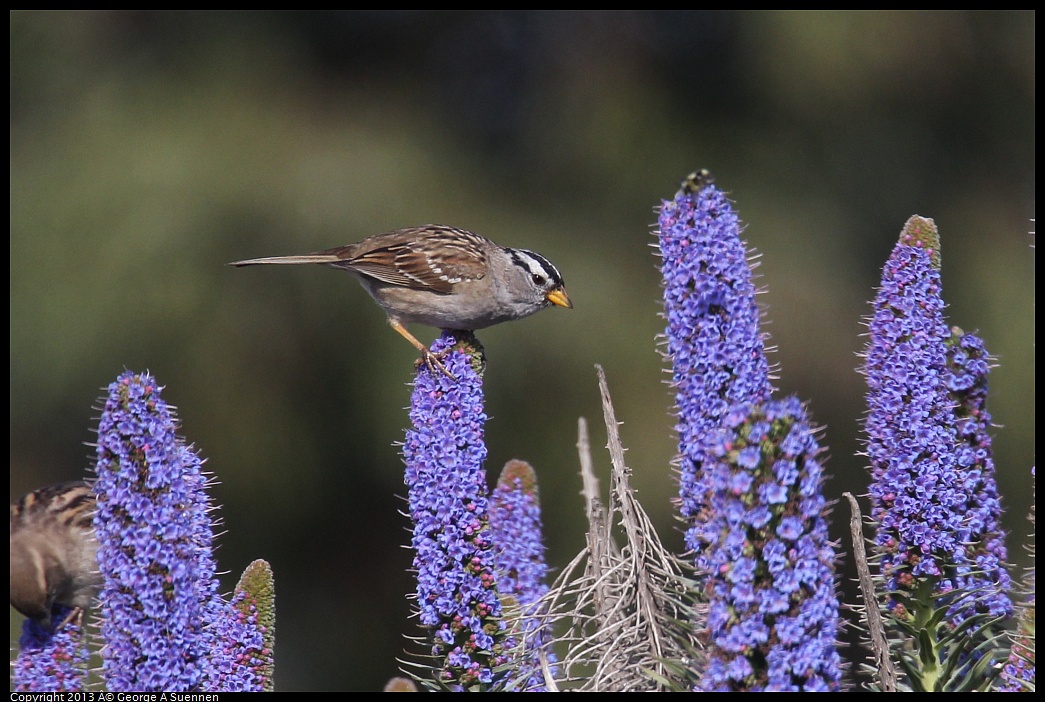 0329-090615-02.jpg - White-crowned Sparrow