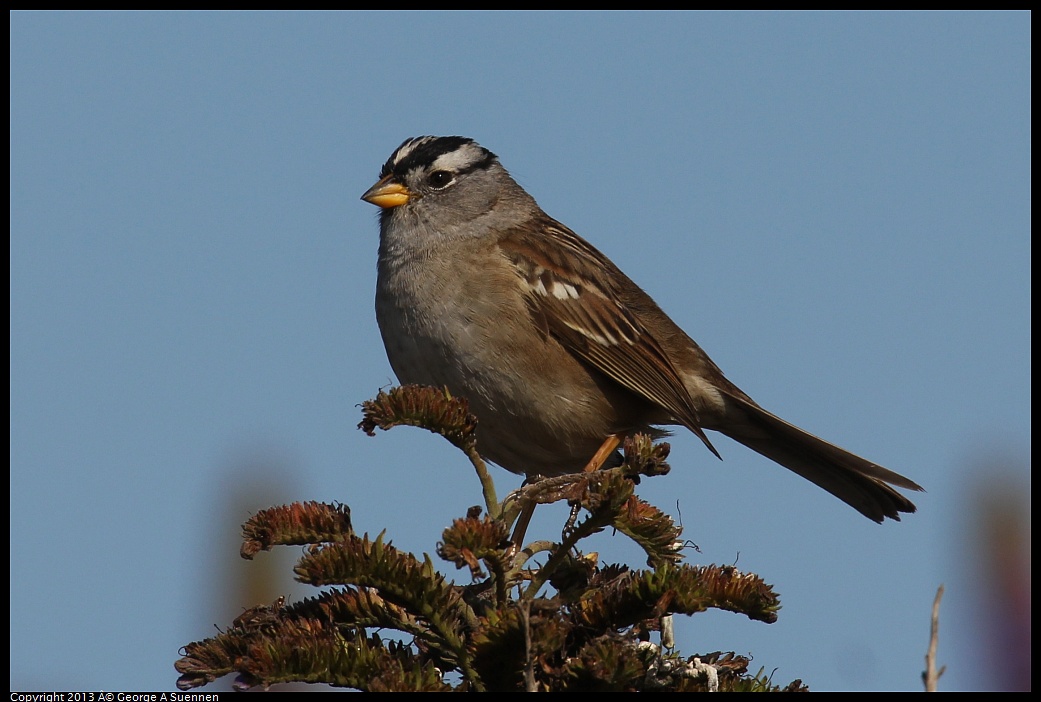 0329-091227-03.jpg - White-crowned Sparrow