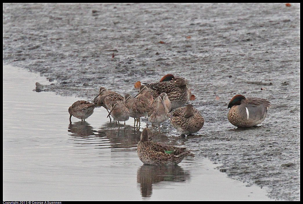 0402-065041-02.jpg - Green-winged Teal and Short-billed Dowitcher