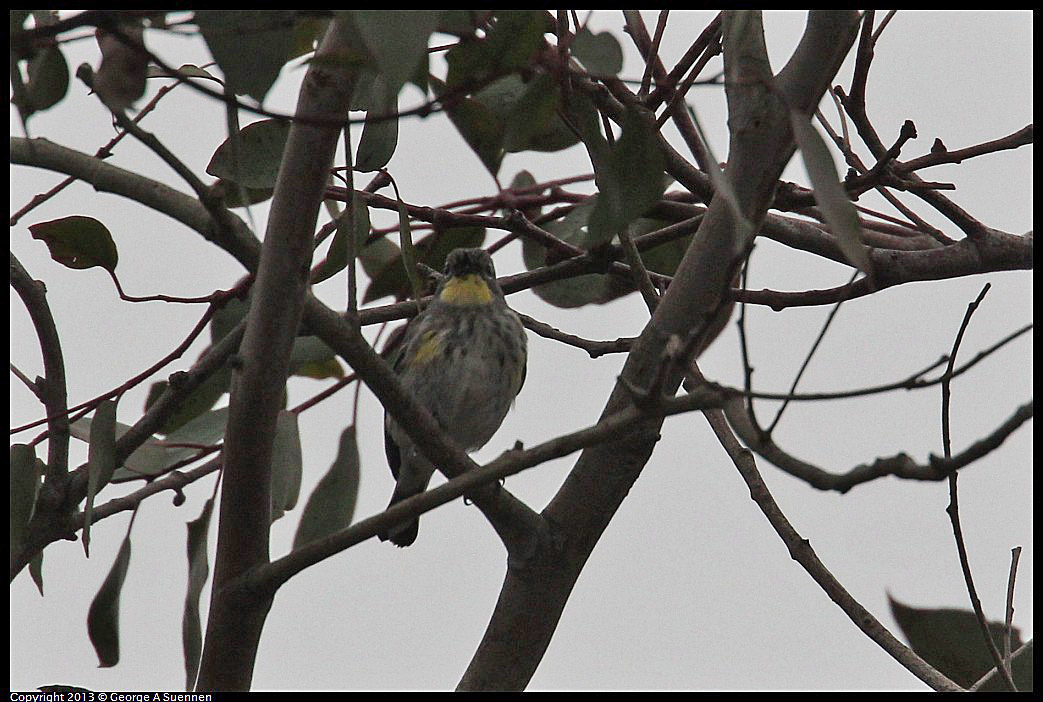 0402-070630-02.jpg - Yellow-rumped Warbler