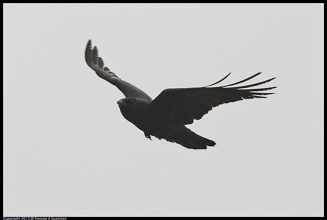 0402-071313-03.jpg - American Crow