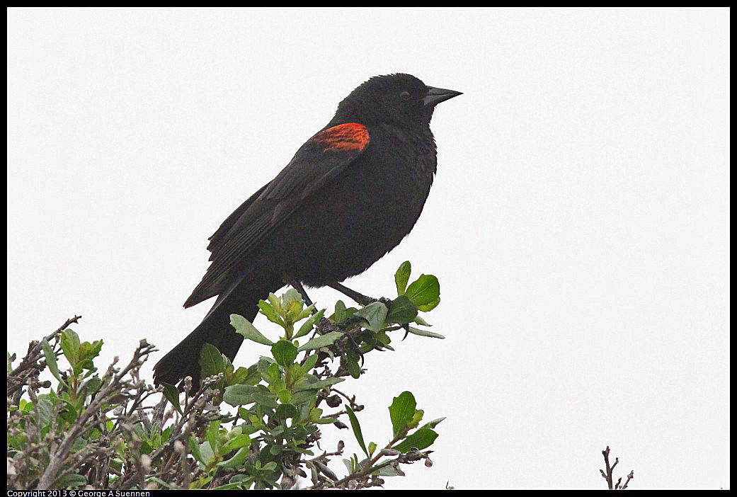 0402-071920-01.jpg - Red-winged Blackbird