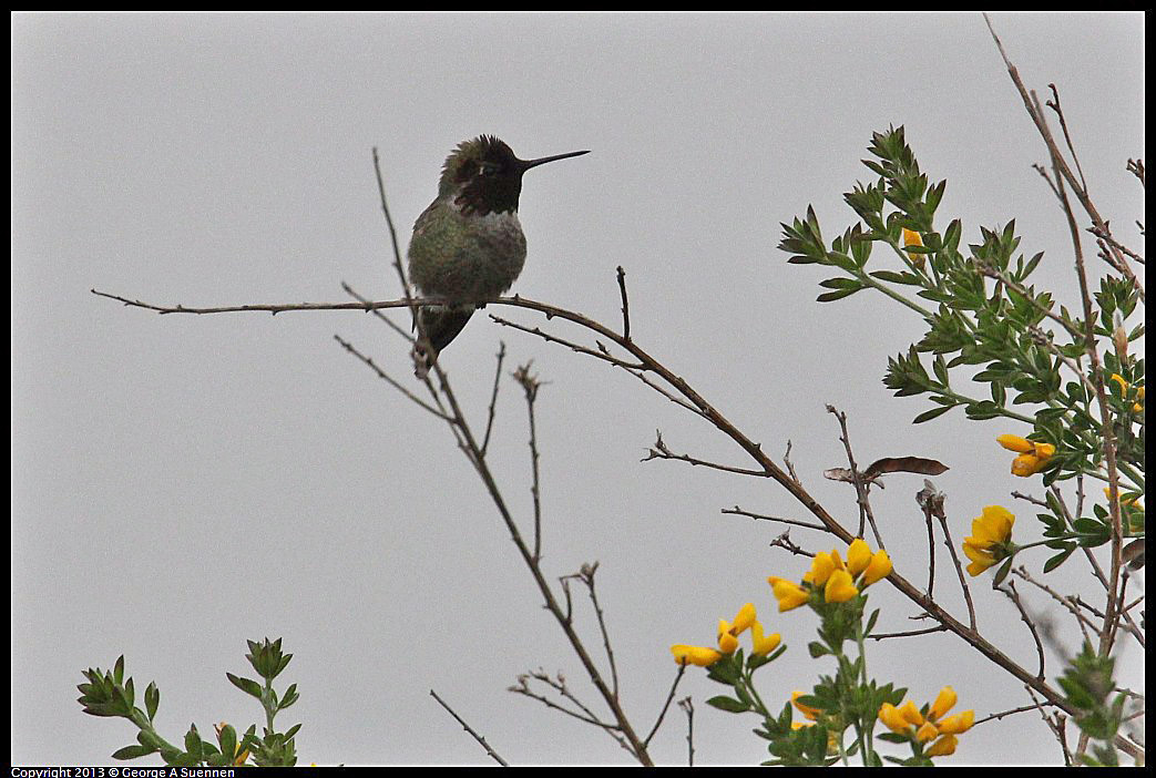 0402-071935-01.jpg - Anna's Hummingbird