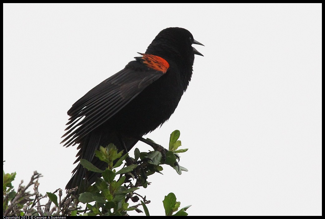 0402-071956-02.jpg - Red-winged Blackbird