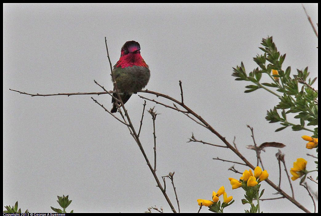 0402-072153-01.jpg - Anna's Hummingbird