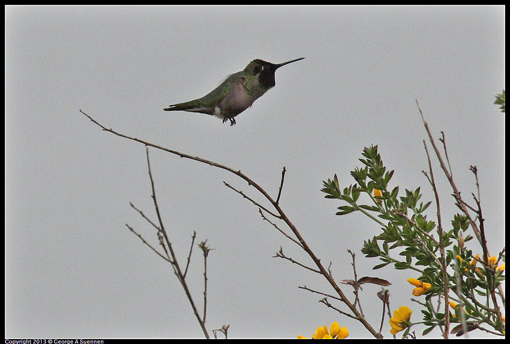 0402-072556-03.jpg - Anna's Hummingbird