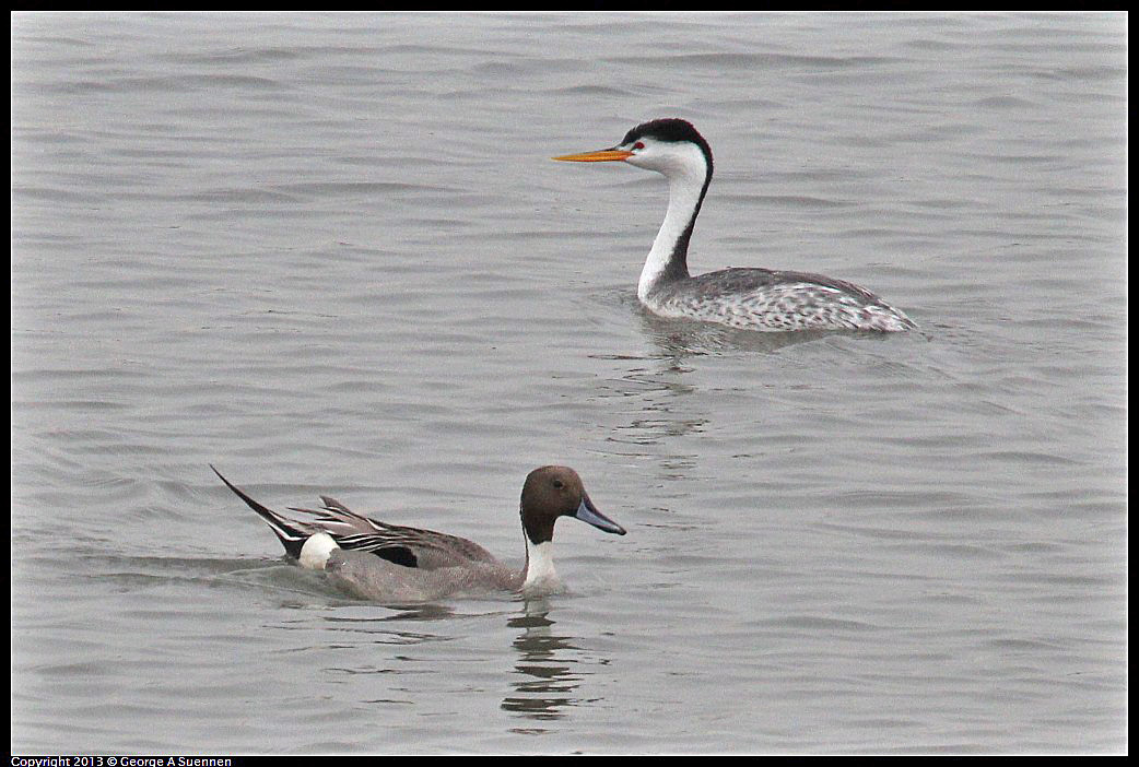 0402-073128-01.jpg - Clark's Grebe and Northern Pintail