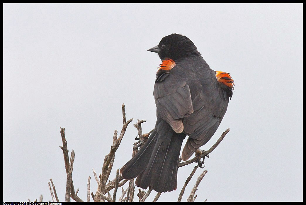0402-074301-02.jpg - Red-winged Blackbird