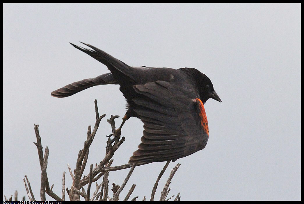 0402-074311-02.jpg - Red-winged Blackbird