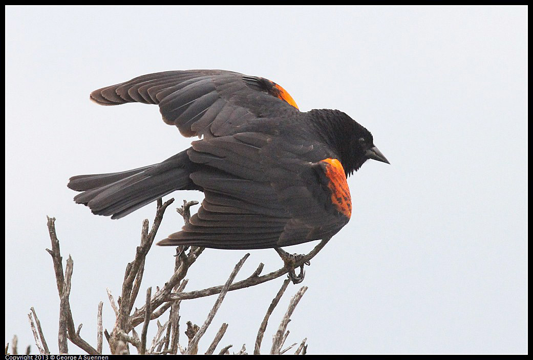 0402-074316-01.jpg - Red-winged Blackbird