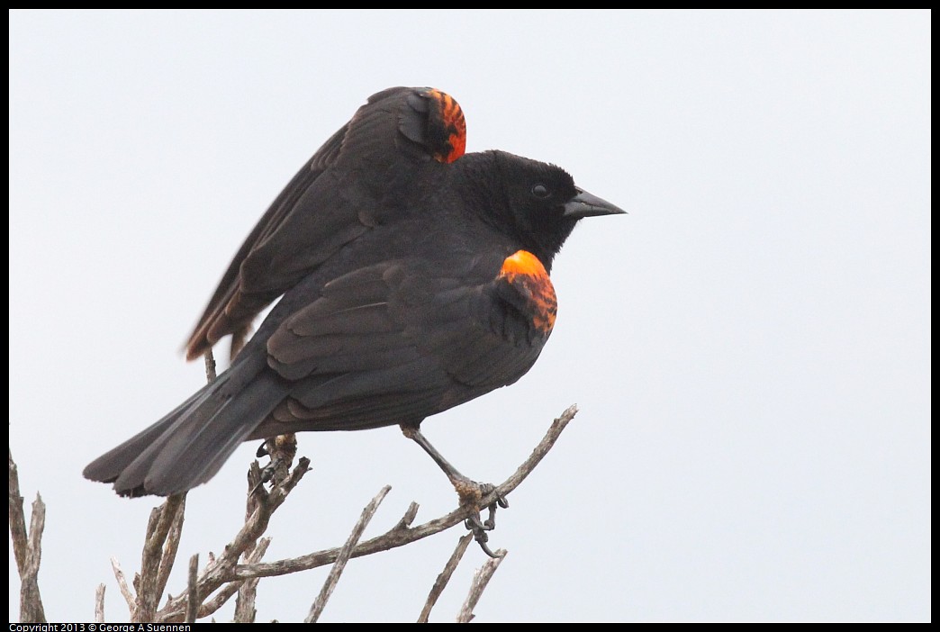 0402-074321-02.jpg - Red-winged Blackbird