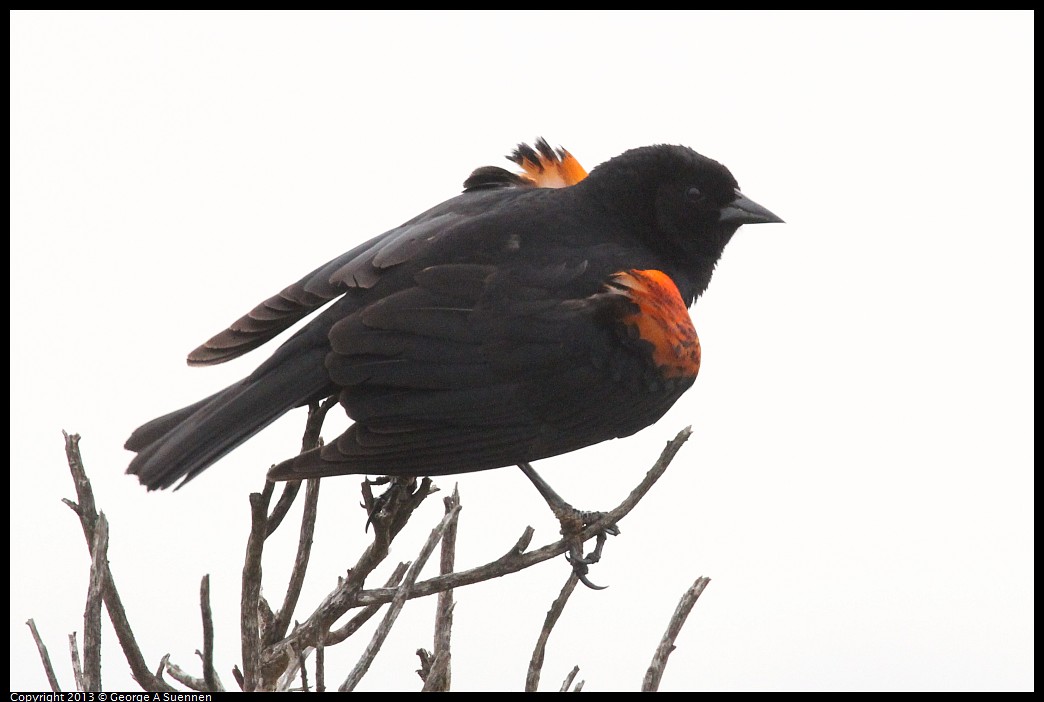 0402-074350-02.jpg - Red-winged Blackbird