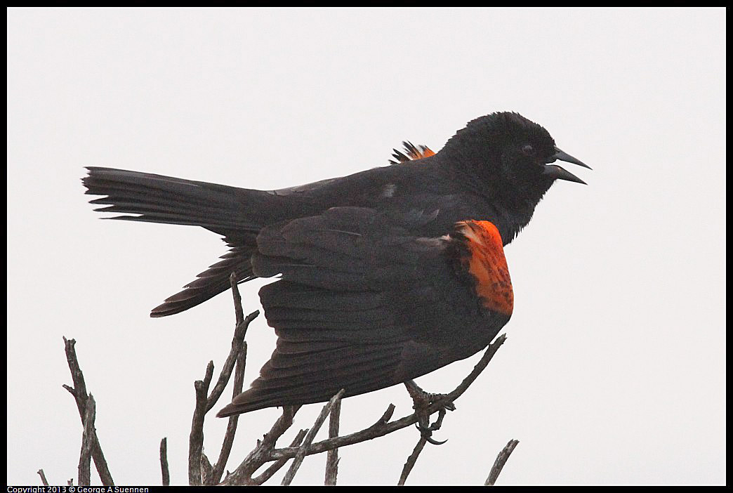 0402-074350-03.jpg - Red-winged Blackbird