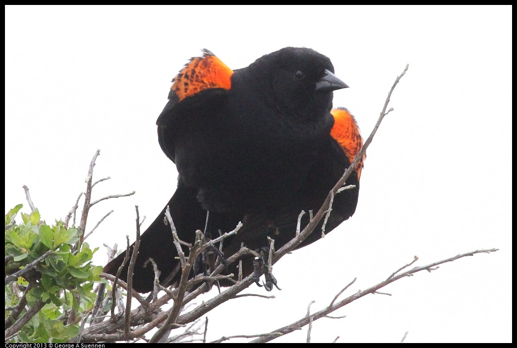 0402-074414-02.jpg - Red-winged Blackbird