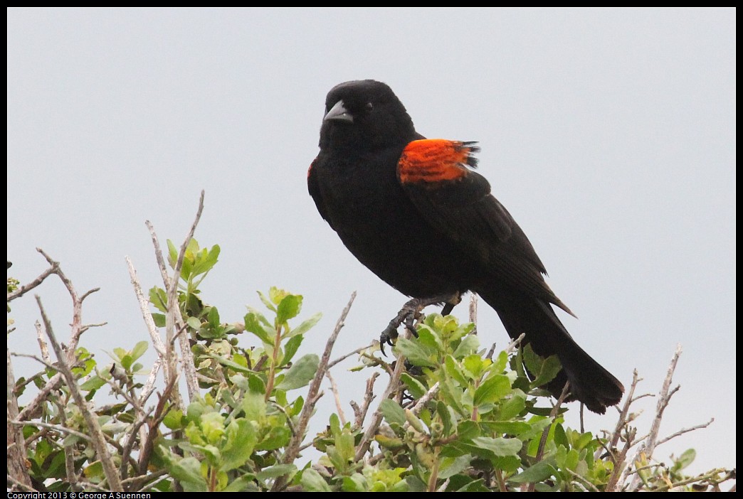 0402-074543-01.jpg - Red-winged Blackbird