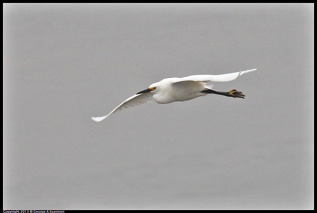 0402-075501-01.jpg - Snowy Egret