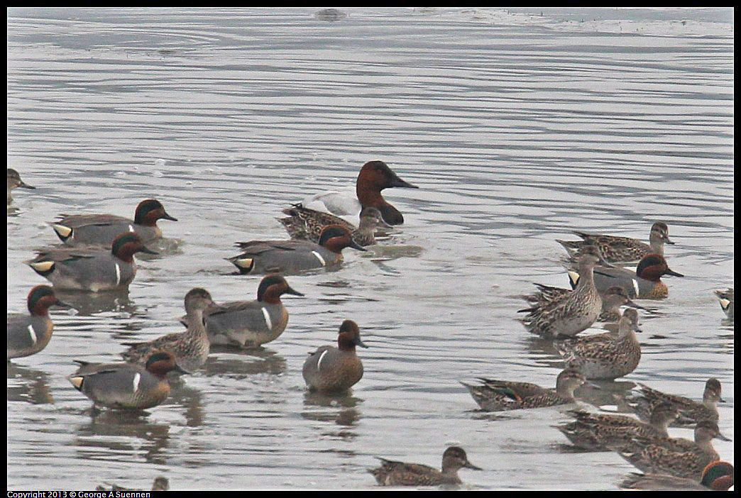 0402-075857-01.jpg - Green-winged Teal and Canvasback