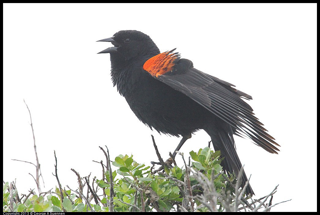 0402-075937-01.jpg - Red-winged Blackbird