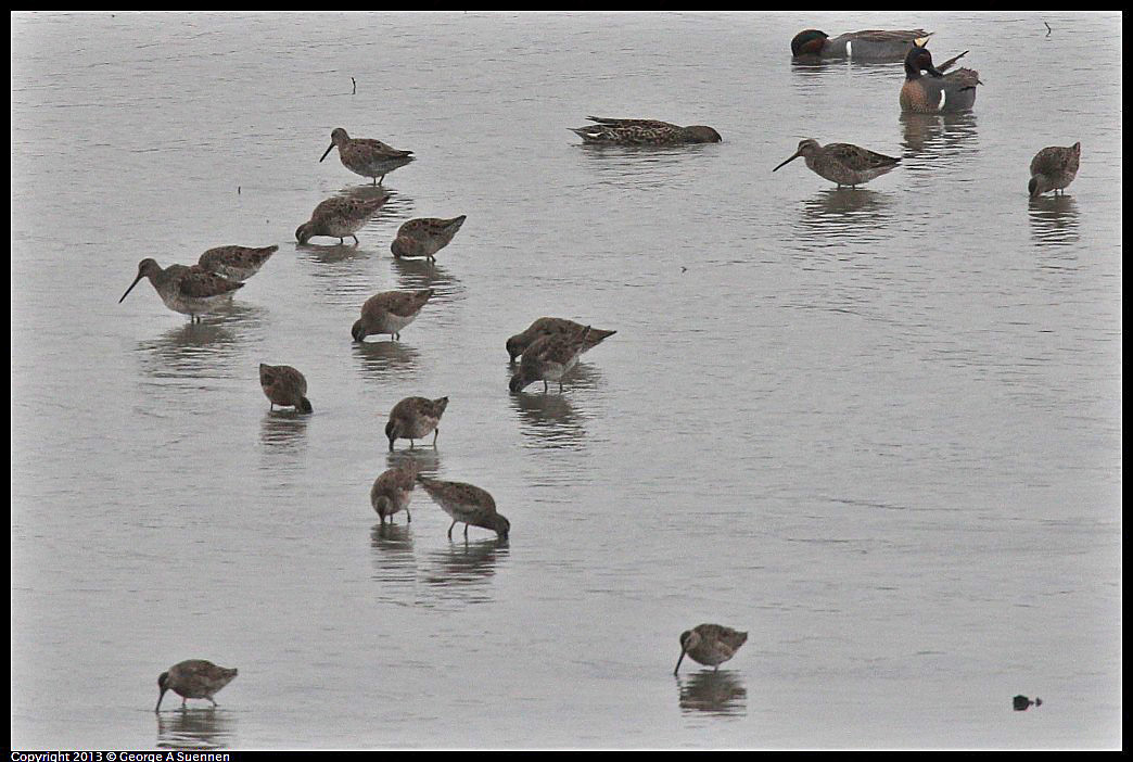 0402-080952-01.jpg - Long-billed and Short-billed Dowitchers (?) and Teal